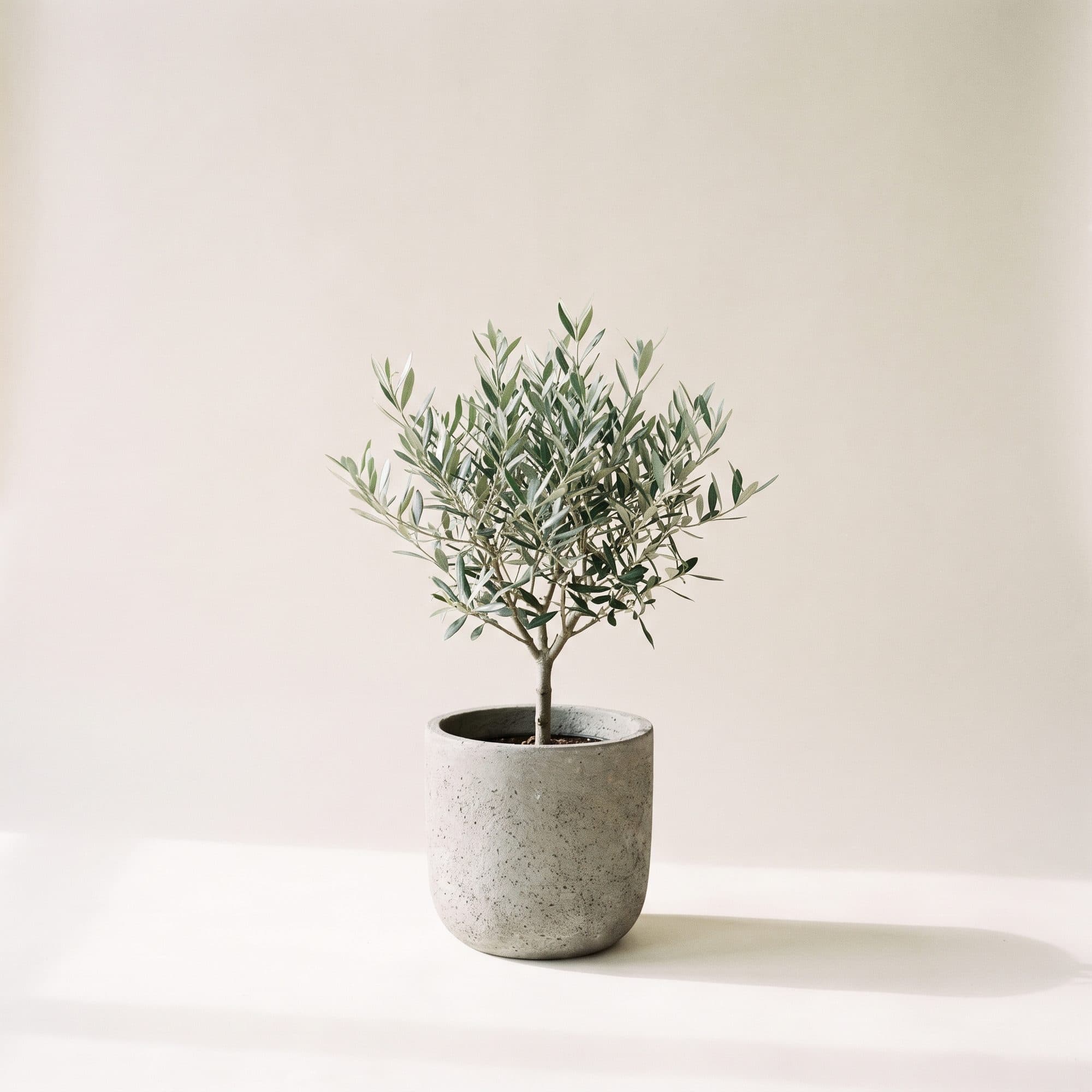 Indoor olive