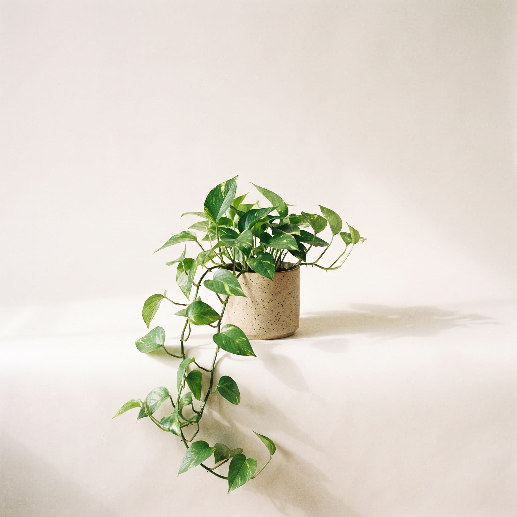 Golden pothos