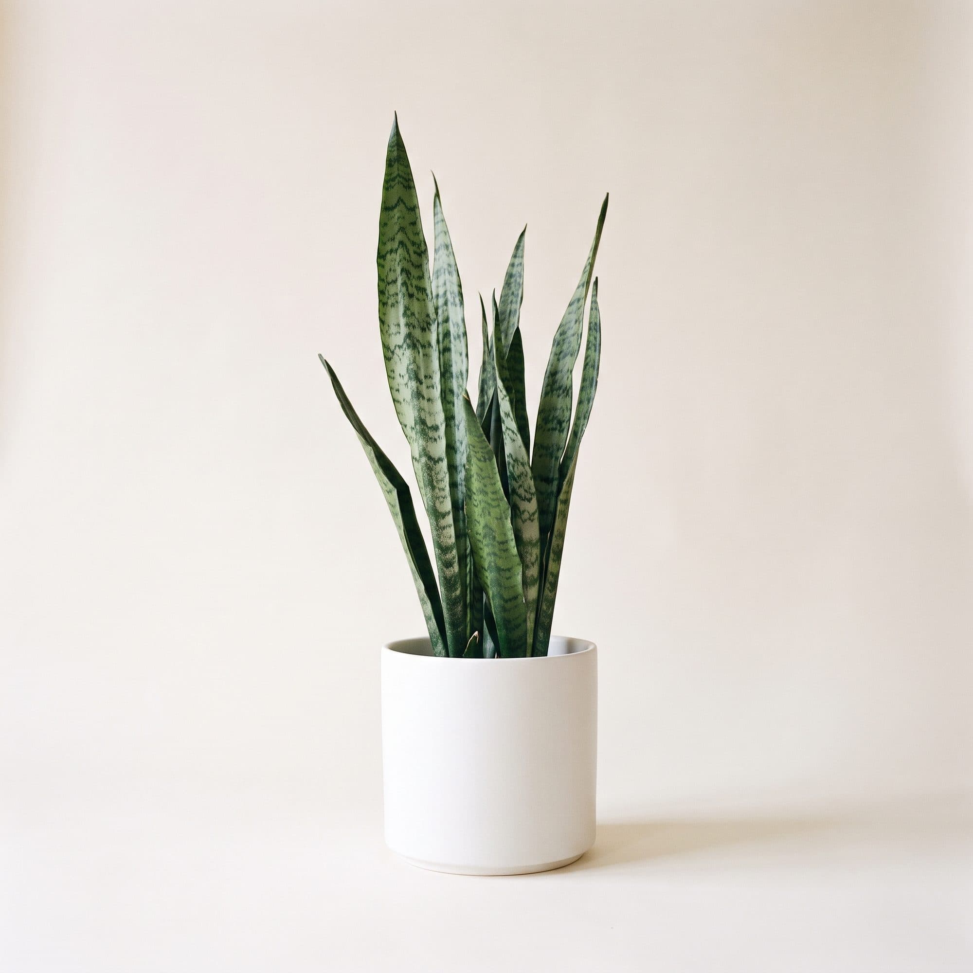 Snake plant